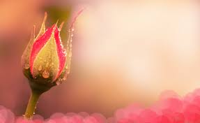 images-5