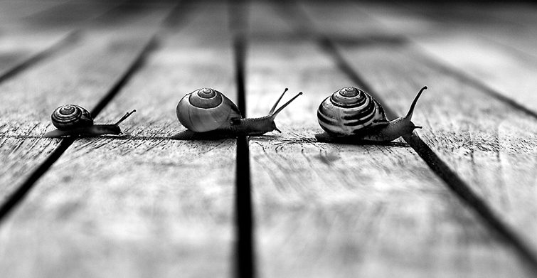 paciencia caracol